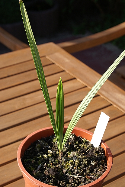 Phoenix dactylifera